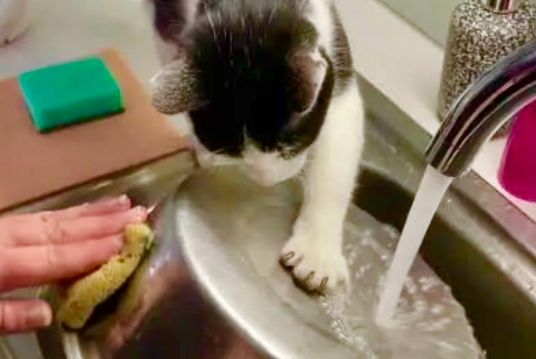 И сюда ты полезла, я же сказал, что мою посуду сегодня я! ->->->