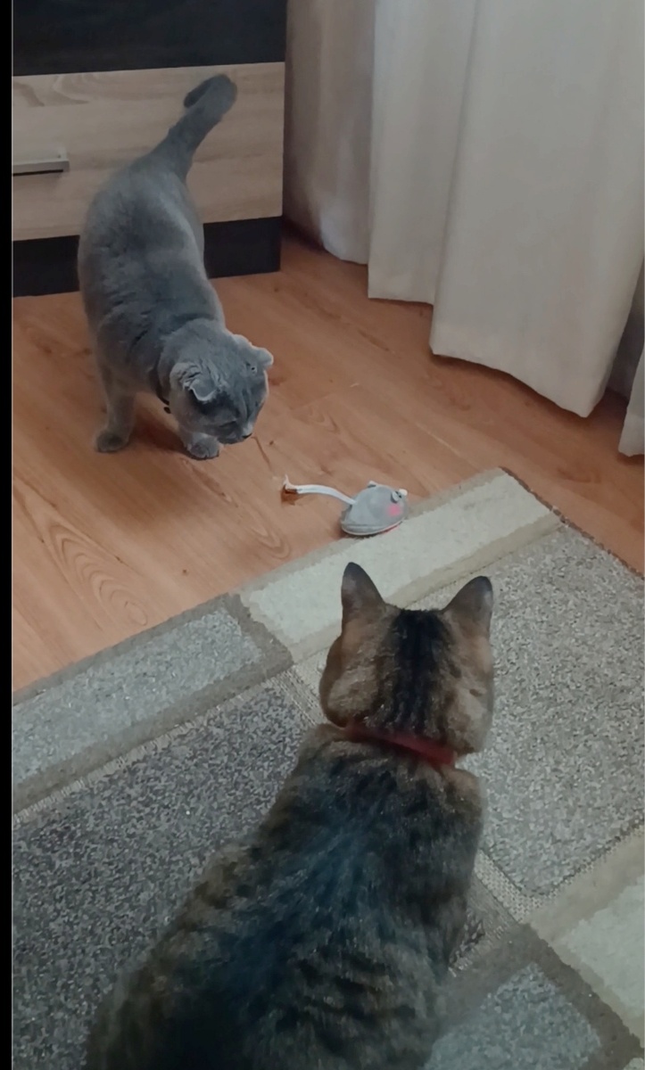 Ой, что это? Шумит сильно и мышкой совсем не пахнет.