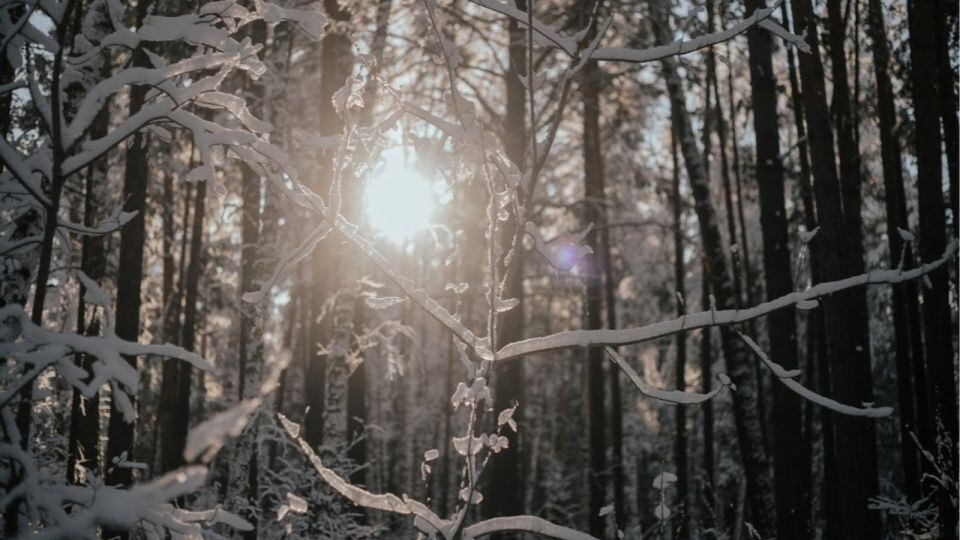    Лес. Снег. Источник: Фото: Анна Меньшикова, Толк