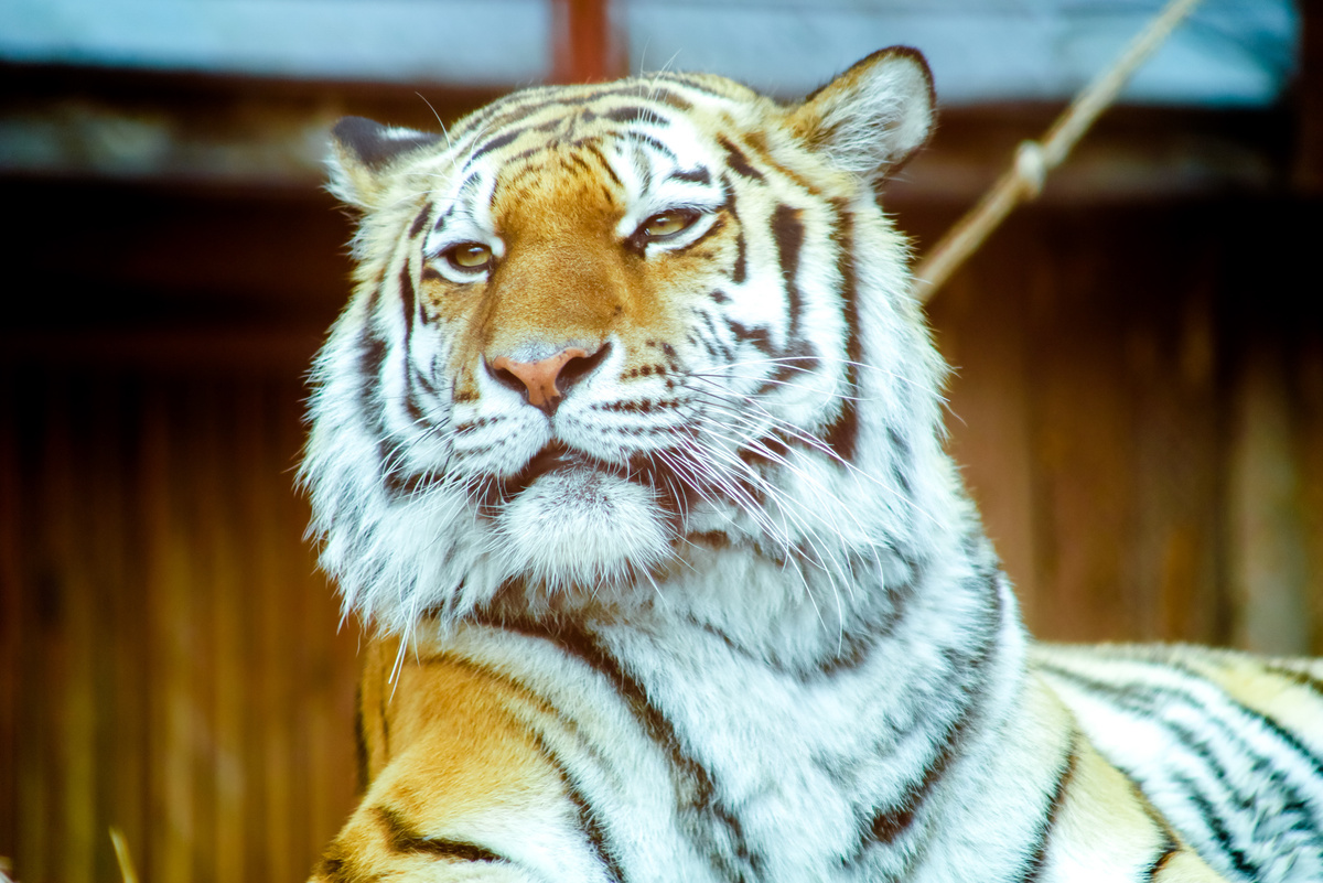 Зверь неоднократно наведывался в населенный пункт.  Фото: Фото: ФедералПресс/ Елена Майорова
