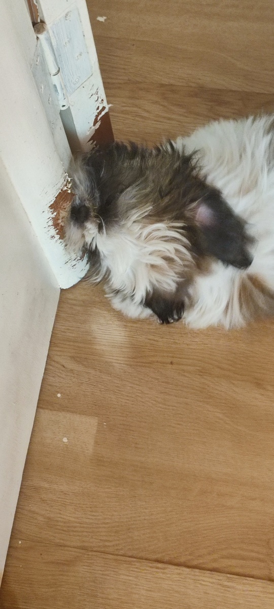 Ну, и ругайтесь! А мне нравится грызть дверь!