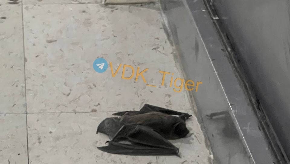     Источник: vdk_tiger_vladivostok25