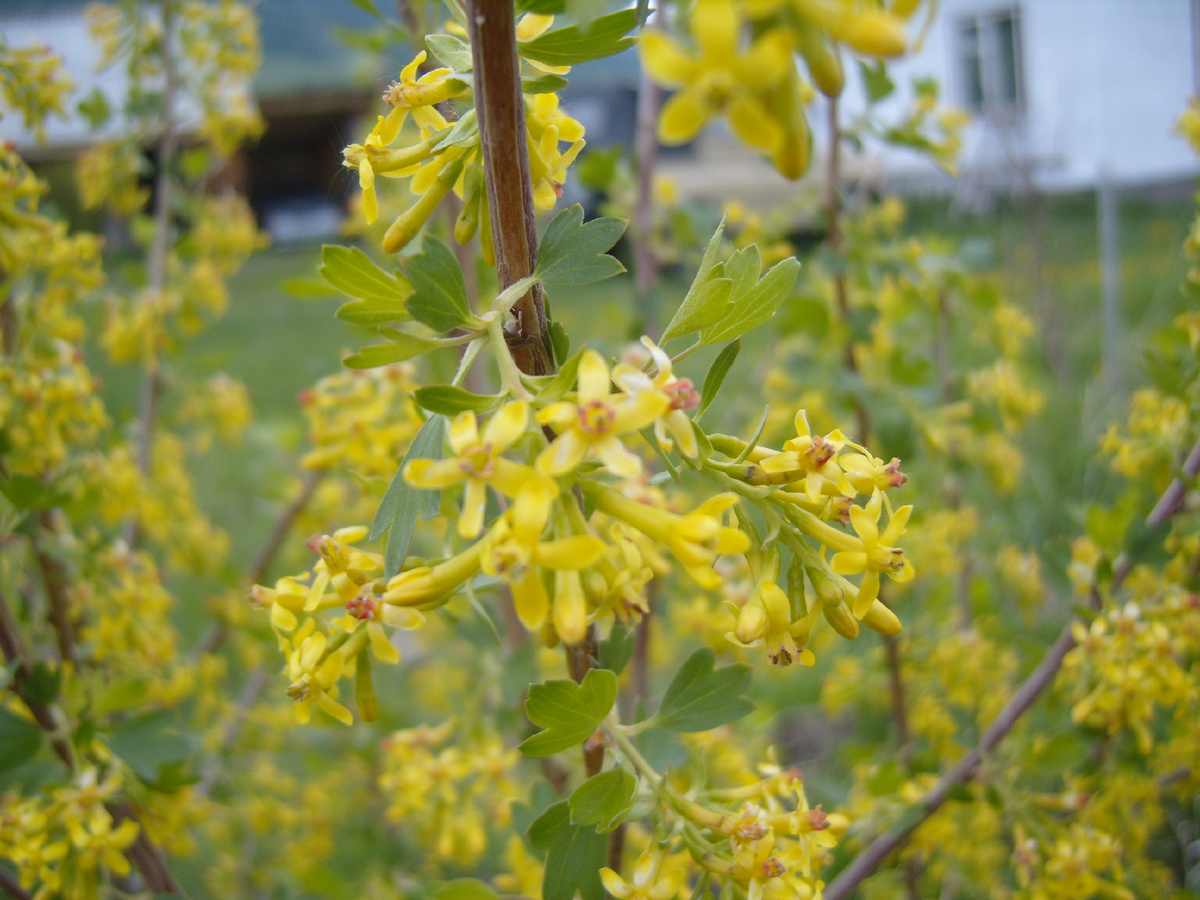 Смородина золотистая, декоративная. Зацветает рано весной - первый хлебушек пчелам.