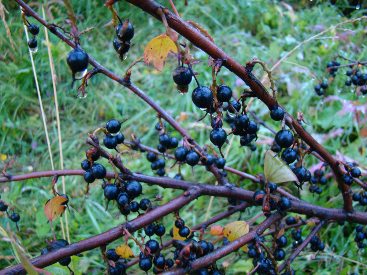 Интересный вкус у этих ягод, можно для цвета добавлять в яблочный компот.