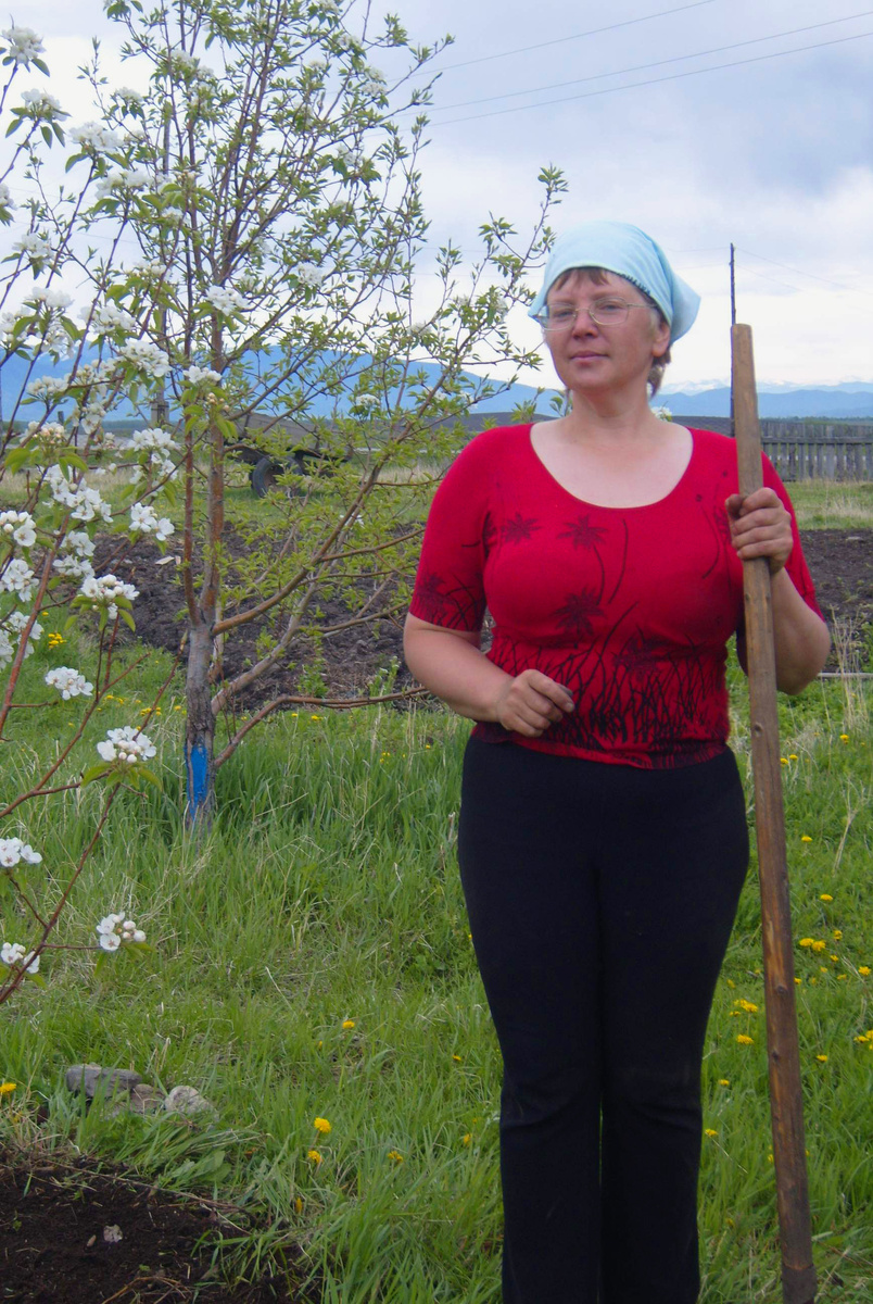 Маленькая груша. Стволы покрашены после нашествия коров, которые ночью проникли в сад и выломали ветки. Да, так в деревне тоже бывает.