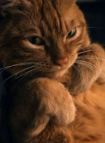 Такой добрый-предобрый кот... 