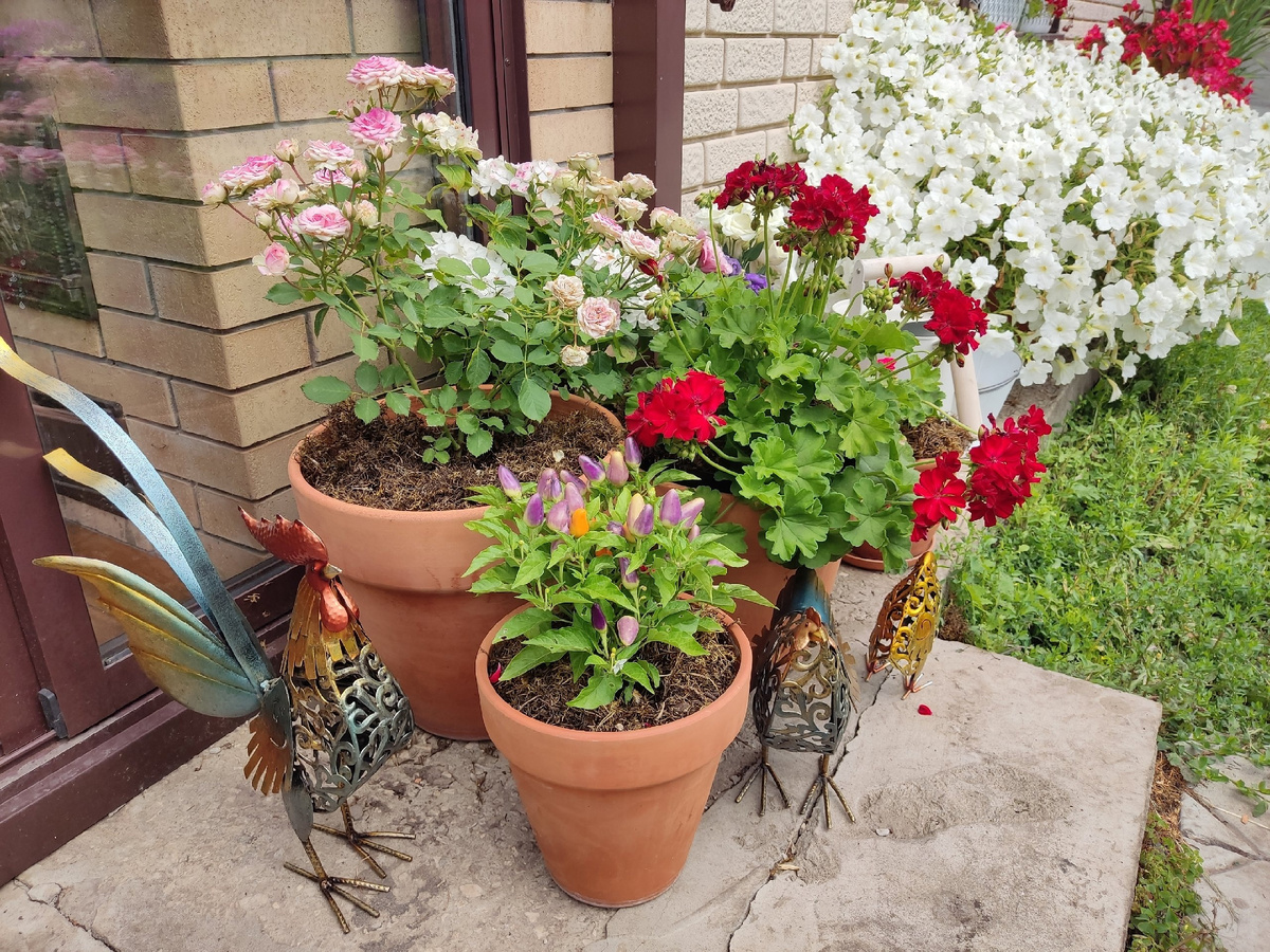 Чек на куриное семейство: 7,5 тысяч рублей