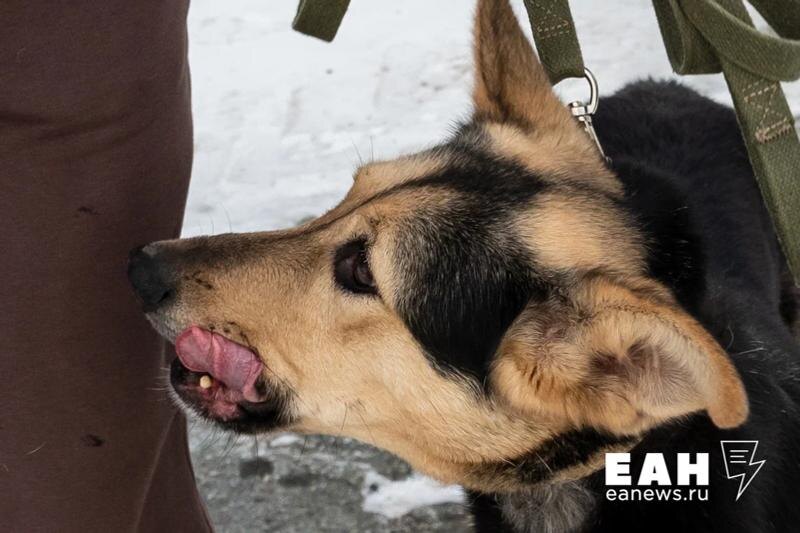    ЕАН. Прокуратура проверит, отлавливались ли безнадзорные собаки