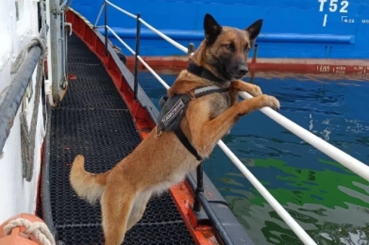    На Камчатке на прибывшем из Кореи судне собака обнаружила тайник с насваем