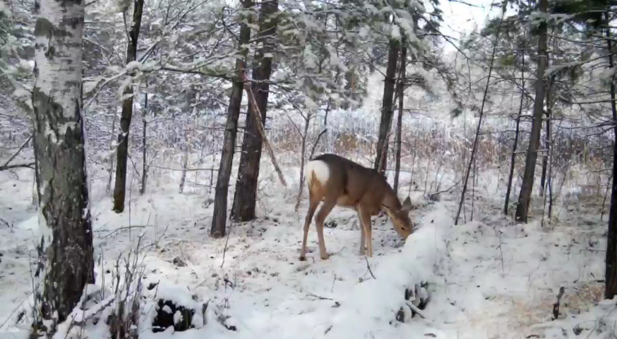     Фотоловушка сняла прогулку косуль в Саяно-Шушенском заповеднике