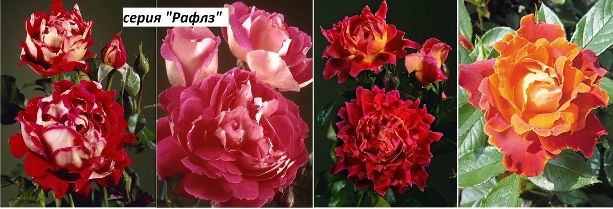 Фото из интернета.Правда ,красивые?А какие будут в саду -вопрос?