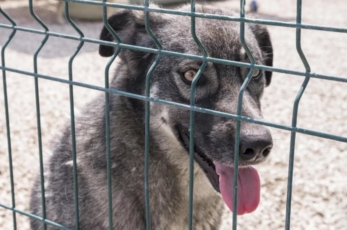    за последние три года в среднем на улицы возвращались по 182 собаки ежегодно.