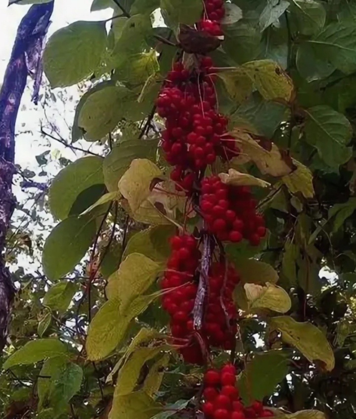 После цветения образуется целая кисть ягодок. Ягоды кислые на вкус.