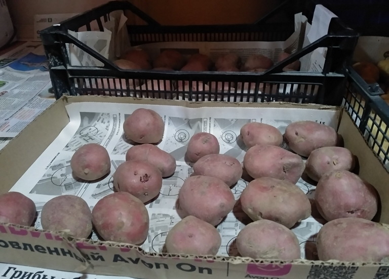 Семенной картофель «Пламя»