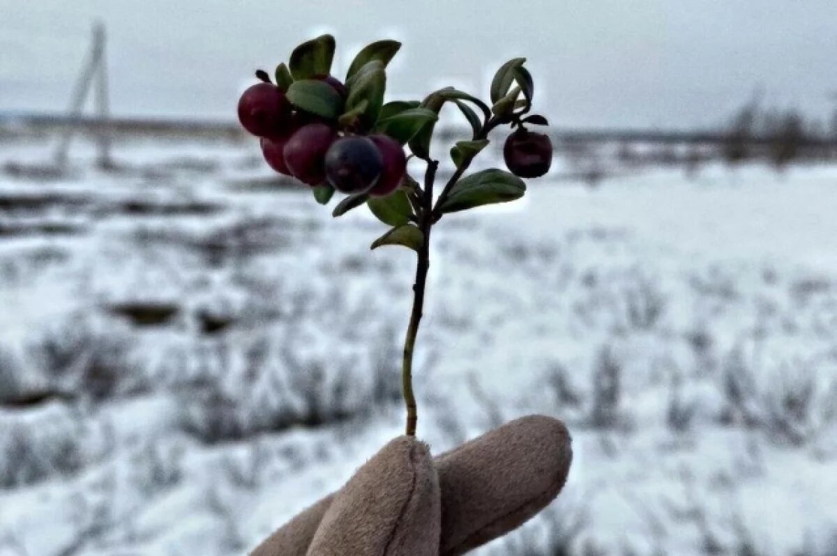    Эта зима обещает стать рекордной для туристической индустрии Ямала