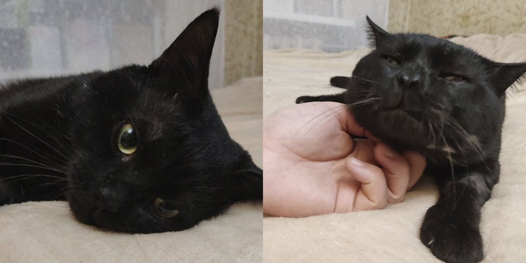 Спасенный пожарными во Внуково кот поправился