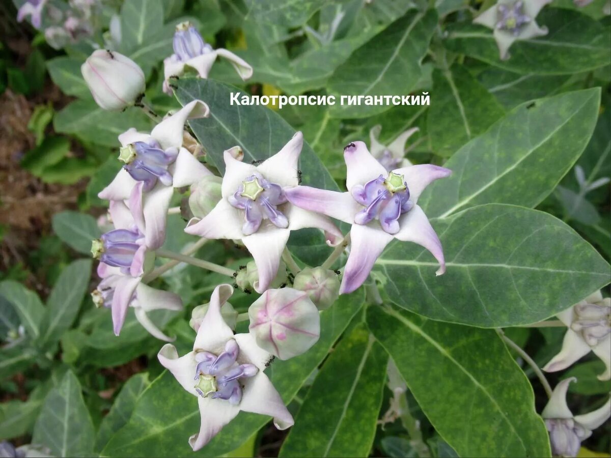 Калотропсис гигантский