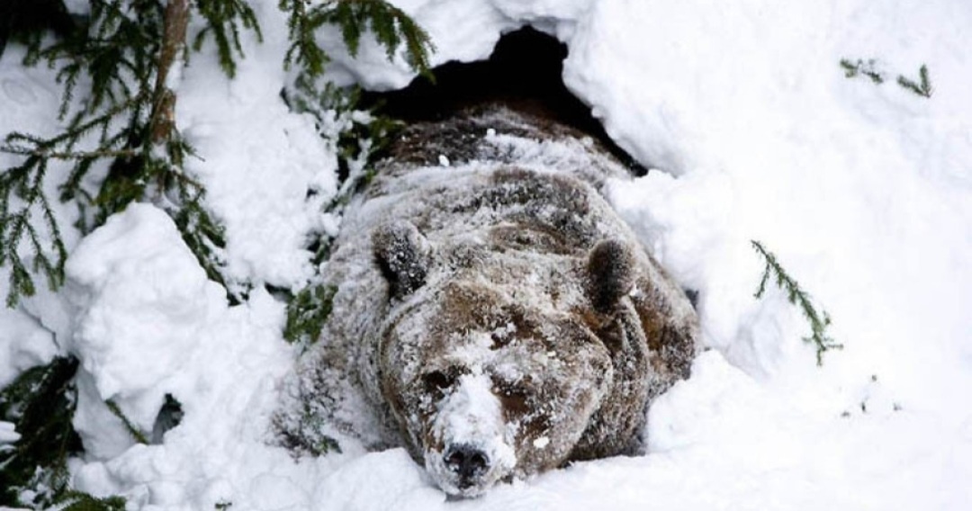 Фото из интернета 