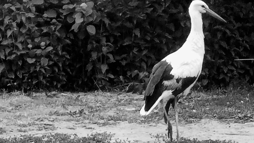     Источник: Птичий остров