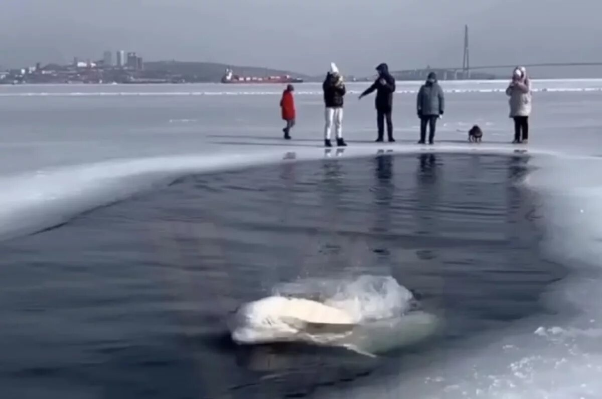    Очевидцы обнаружили кольчатую нерпу вблизи Салехарда