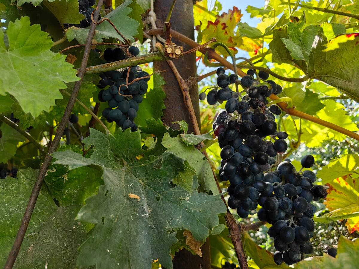 Живая изгородь из кустов винограда. Фото Натальи Мироновой