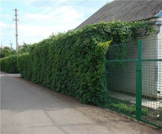 Живая изгородь из винограда. https://ru.pinterest.com/pin/924293523522666197/