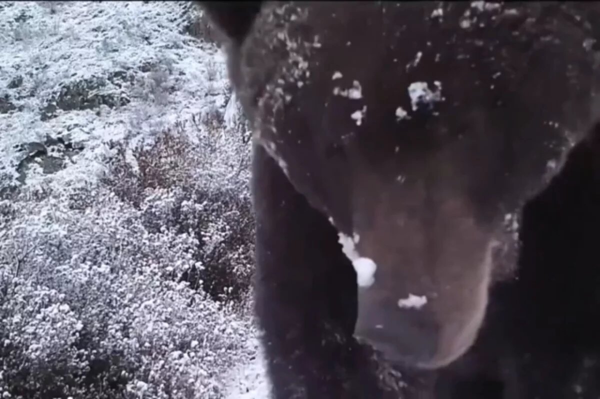    Медведь попозировал перед фотоловушкой в красноярском заповеднике