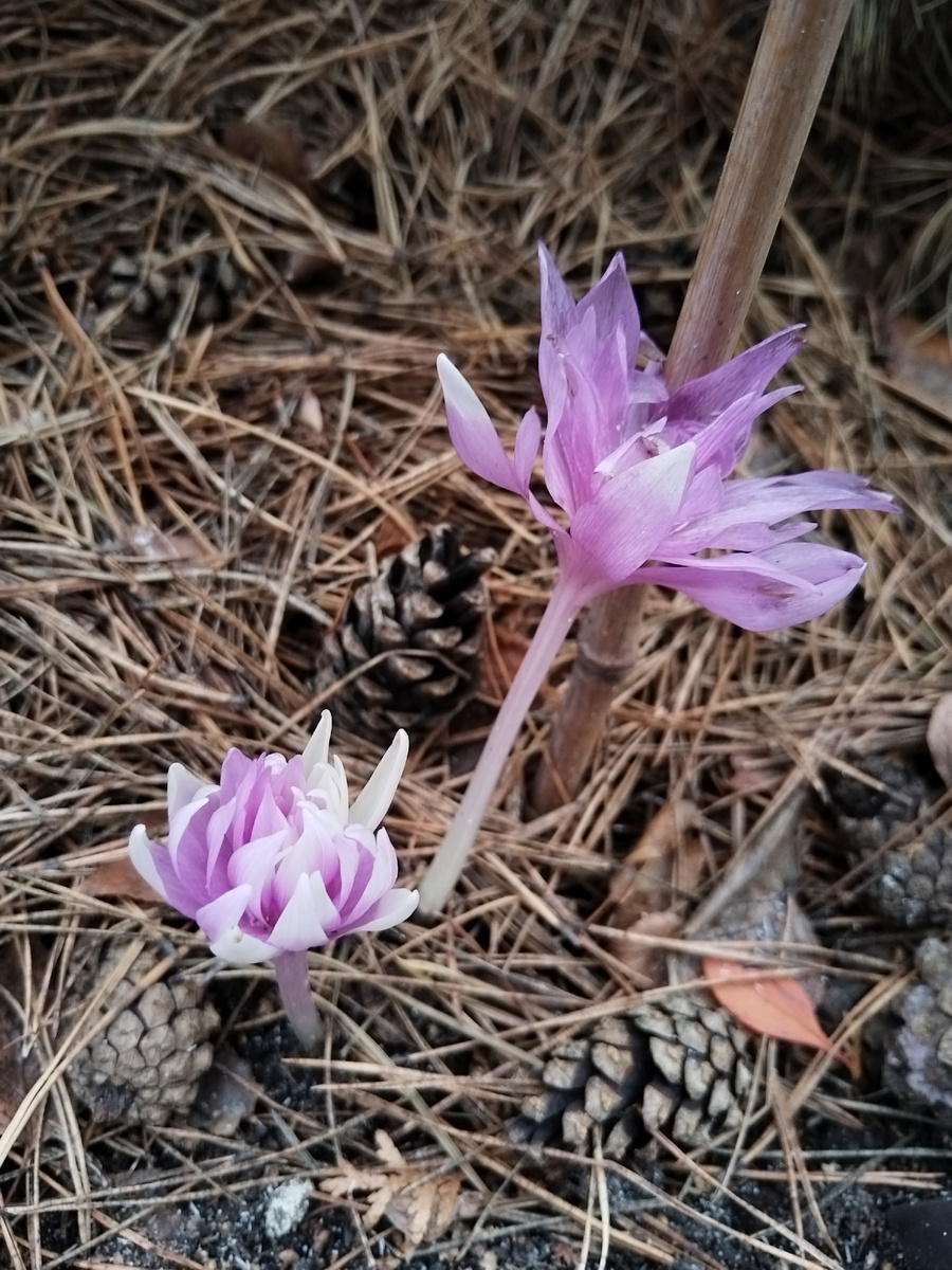Начало декабря - безвременник сигнализирует, что погода благоприятствует покупкам)))