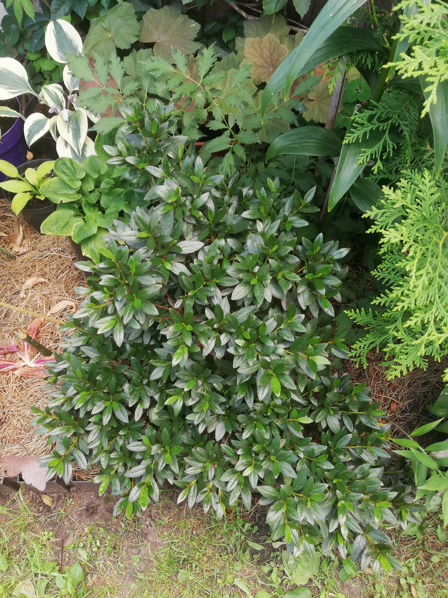 Когда видишь, как оброс рододендрон пукханский (полувечнозеленый), которому майским заморозком снесло ВЕСЬ новый прирост, то хочется завести ещё таких