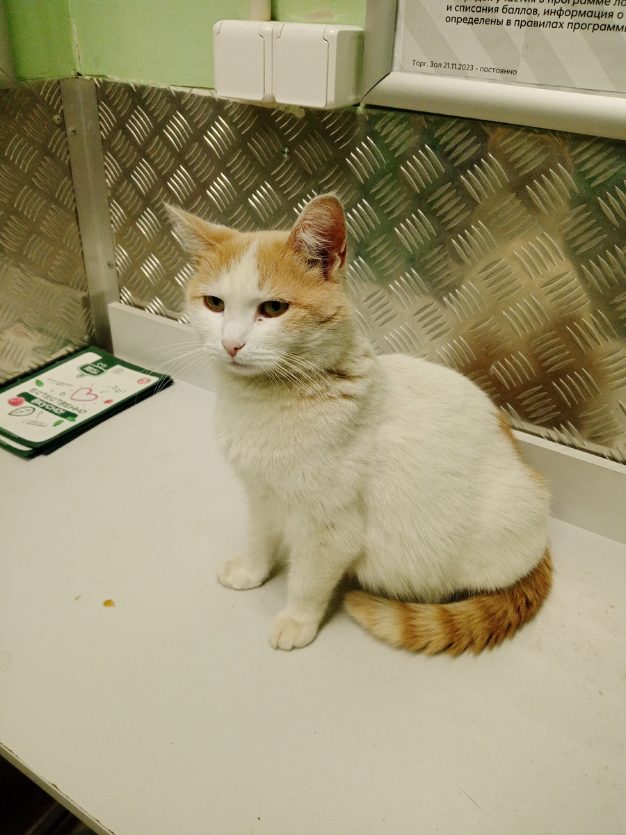 В одном из магазинов где работала есть такая кошка, сотрудники говорят, что она приходит к ним спать. 