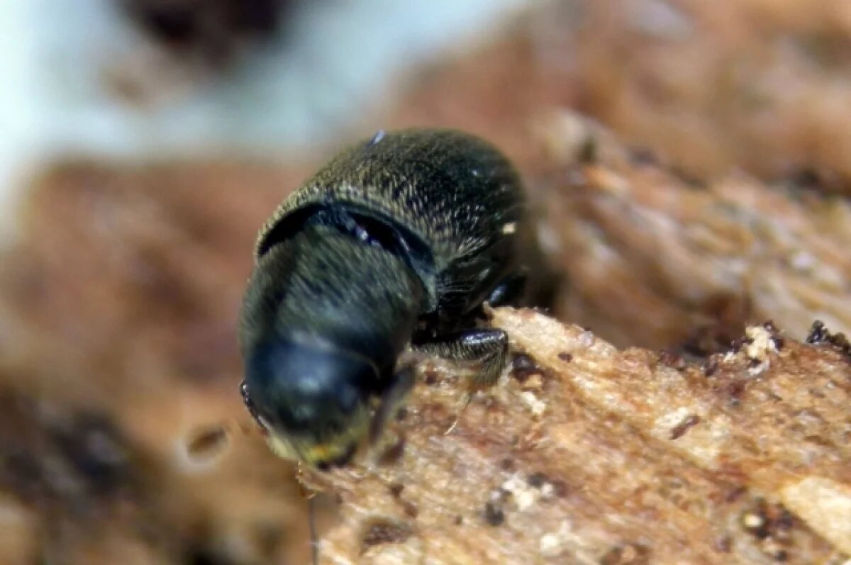    Уссурийского полиграфа обнаружили в Кизнерском и Кезском районах Удмуртии