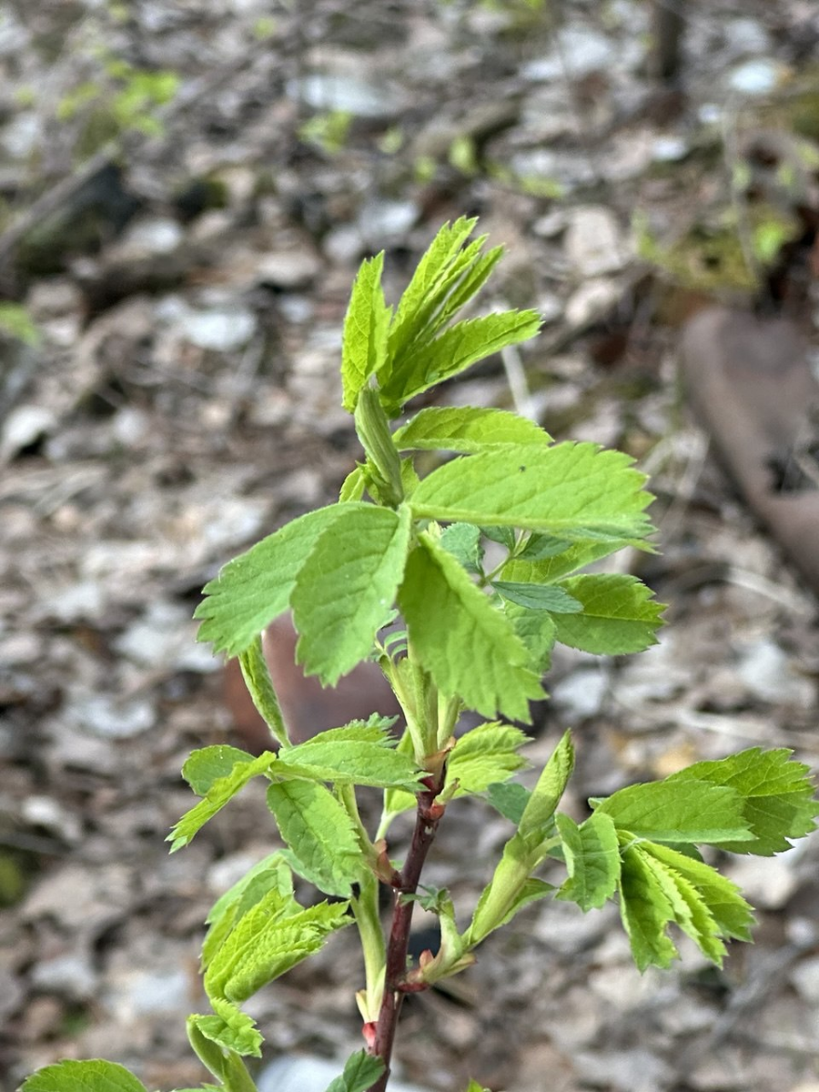 фото моё, просто весна прошлого года