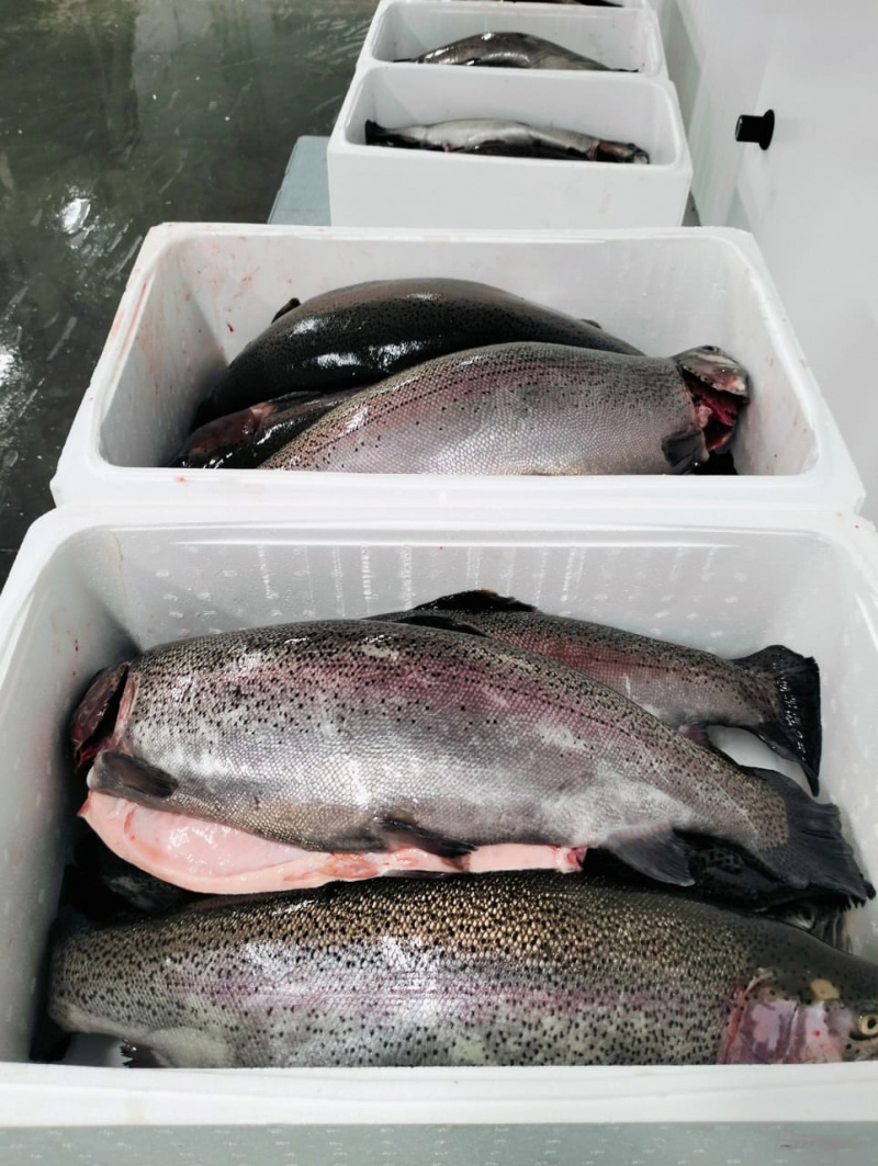    Цех по переработке рыбы за 300 миллионов заработал в КарелииМинсельхоз Карелии