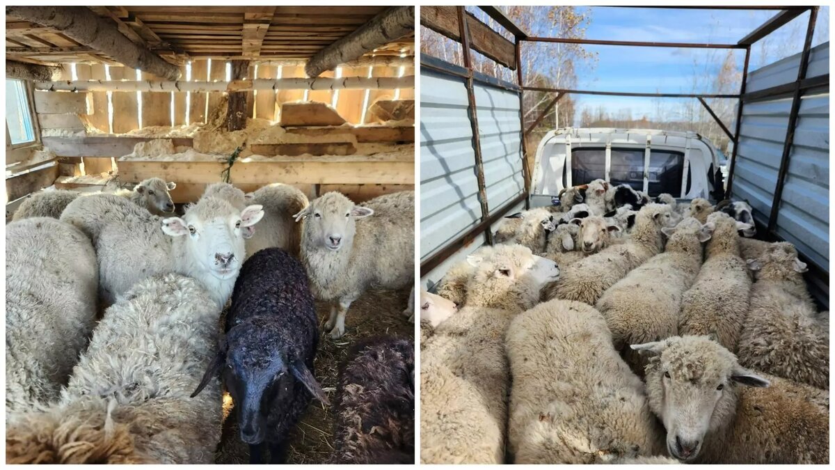     Источник: прокуратура НСО