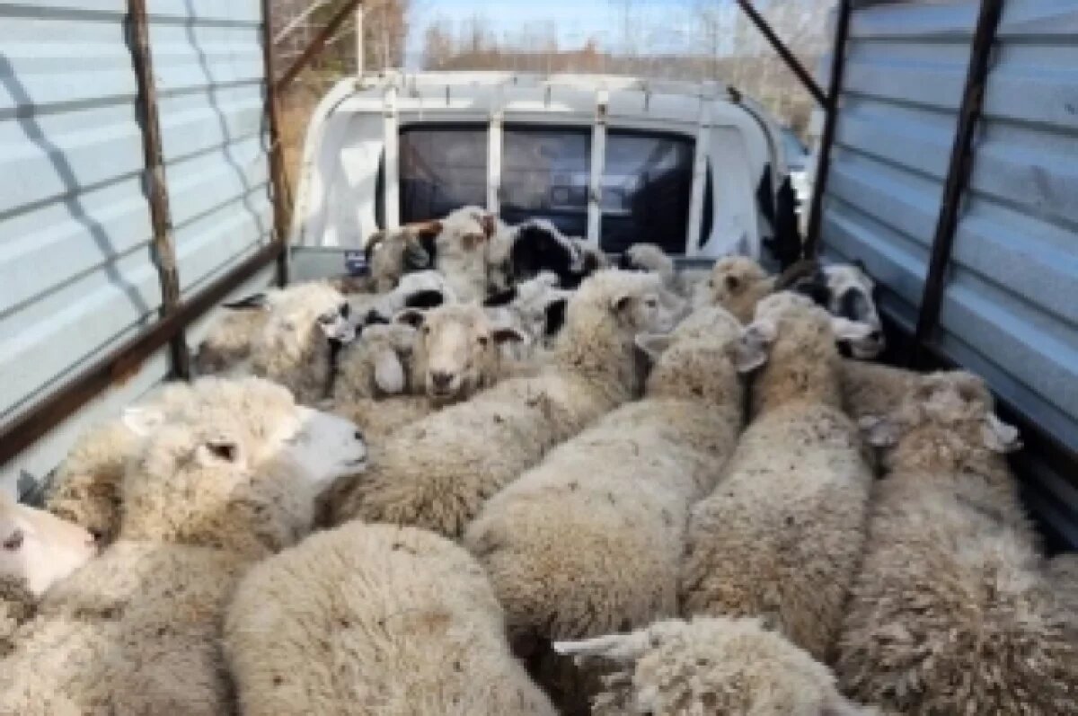    На Toyota Caldina мужчина увёз 28 краденных баранов под Новосибирском