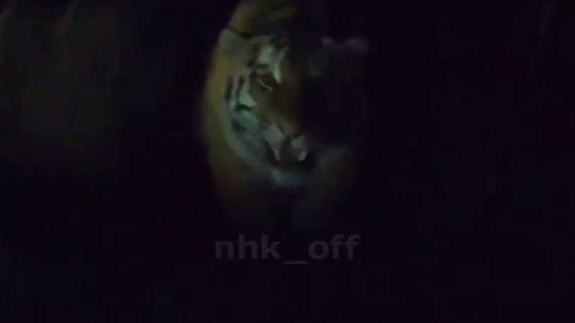     Источник: nhk_off