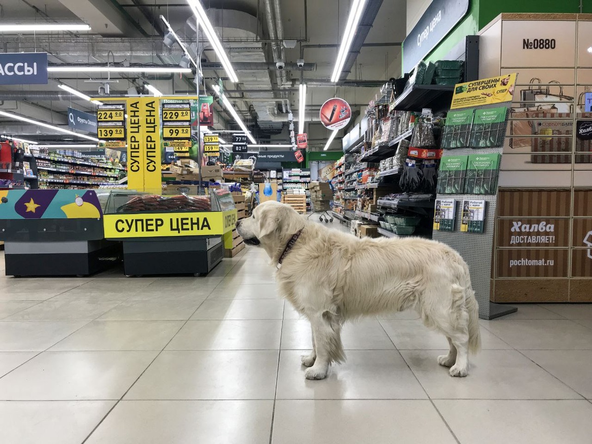    © Константин Долгановский