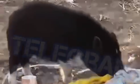    Источник фото: "Сводка 25"