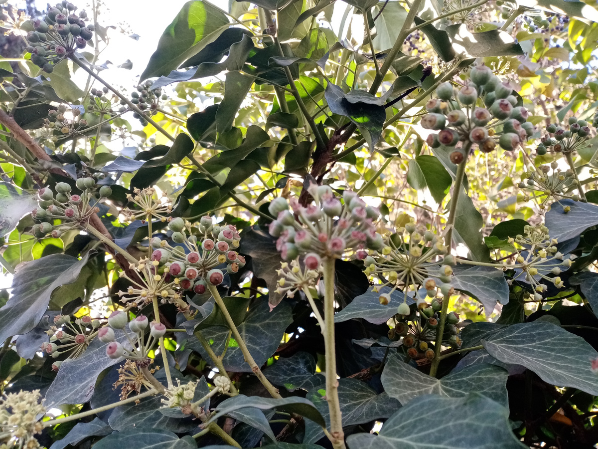 Плющ обыкновенный