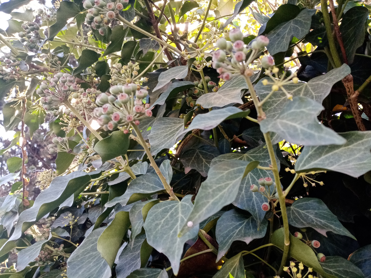 Плющ обыкновенный