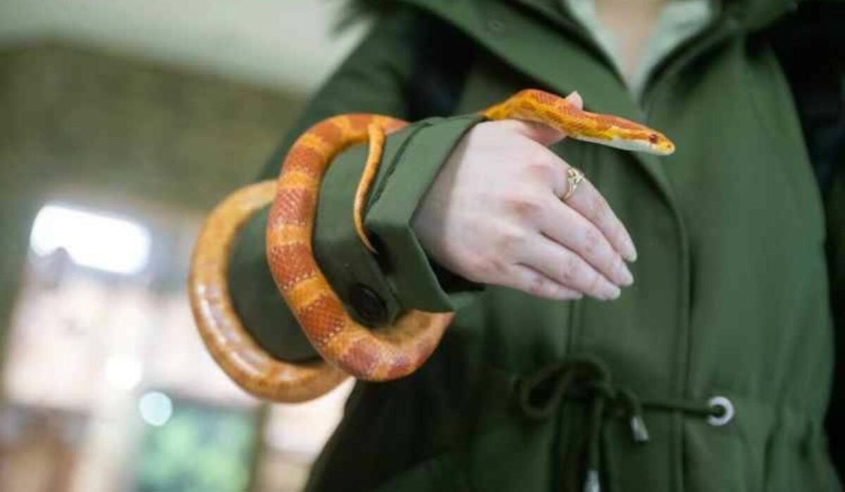     Змея на руке женщины. Источник: kp.ru Автор фото: Алексей Булатов