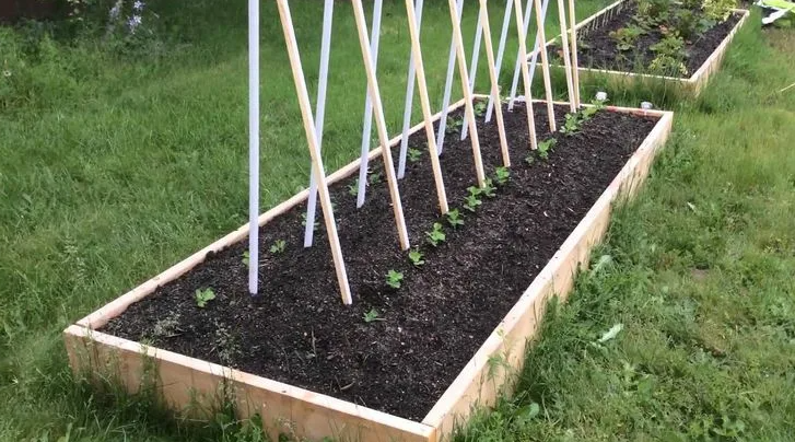 Глубина посева гороха