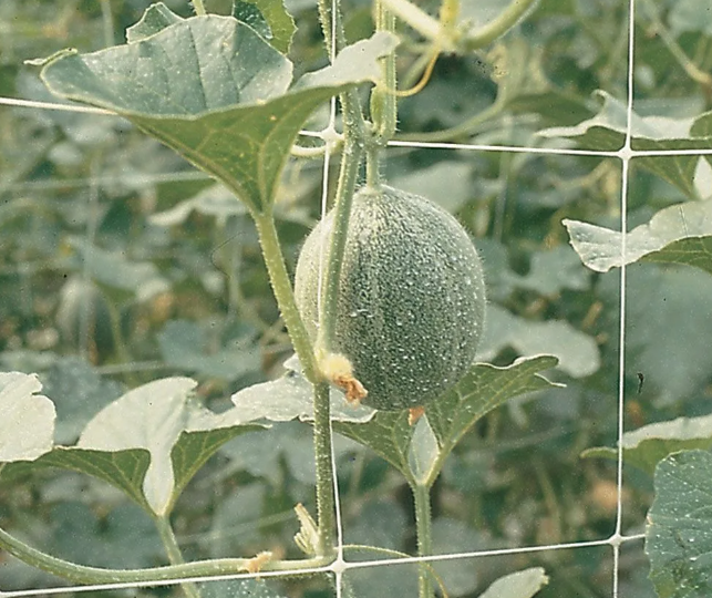 "Трельяжи" и "домики": как сделать красивые огородные опоры. Простые бюджетные варианты