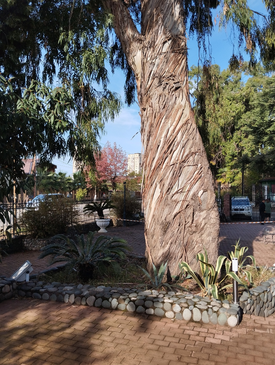   Эвкалипт - долгожитель. Ровесник Кавказской войны