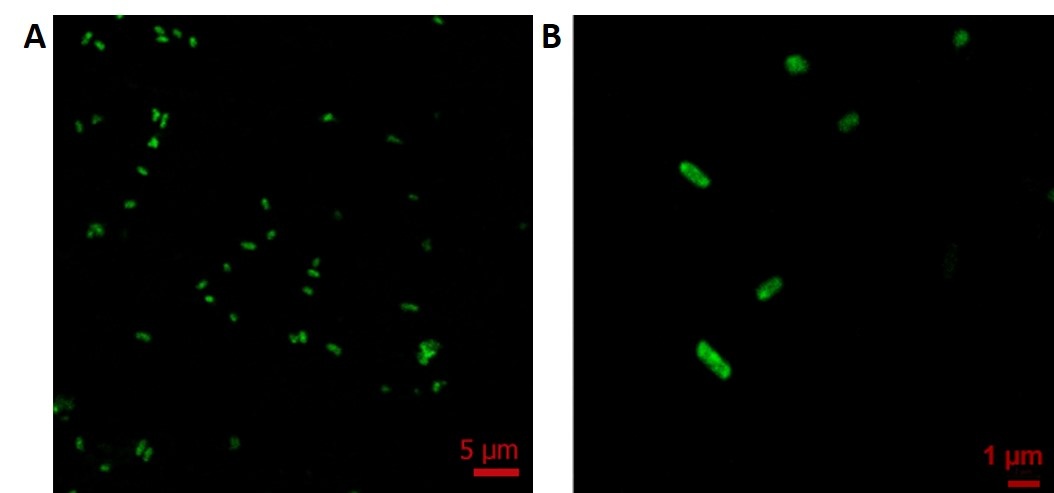 Культуры Acinetobacter calcoaceticus и Escherichia coli, окрашенные двумя наименее токсичными спиропиранами. Источник: Pugachev et al. / ChemBioChem, 2024