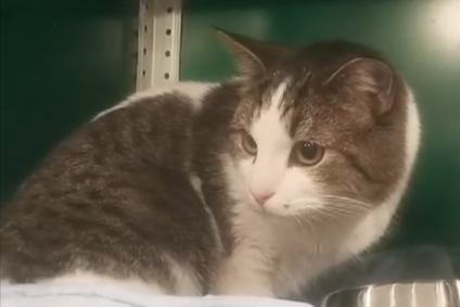 Скриншот видео