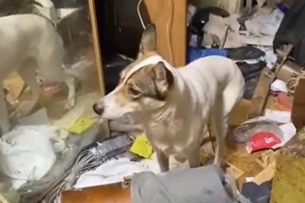 Скриншот видео