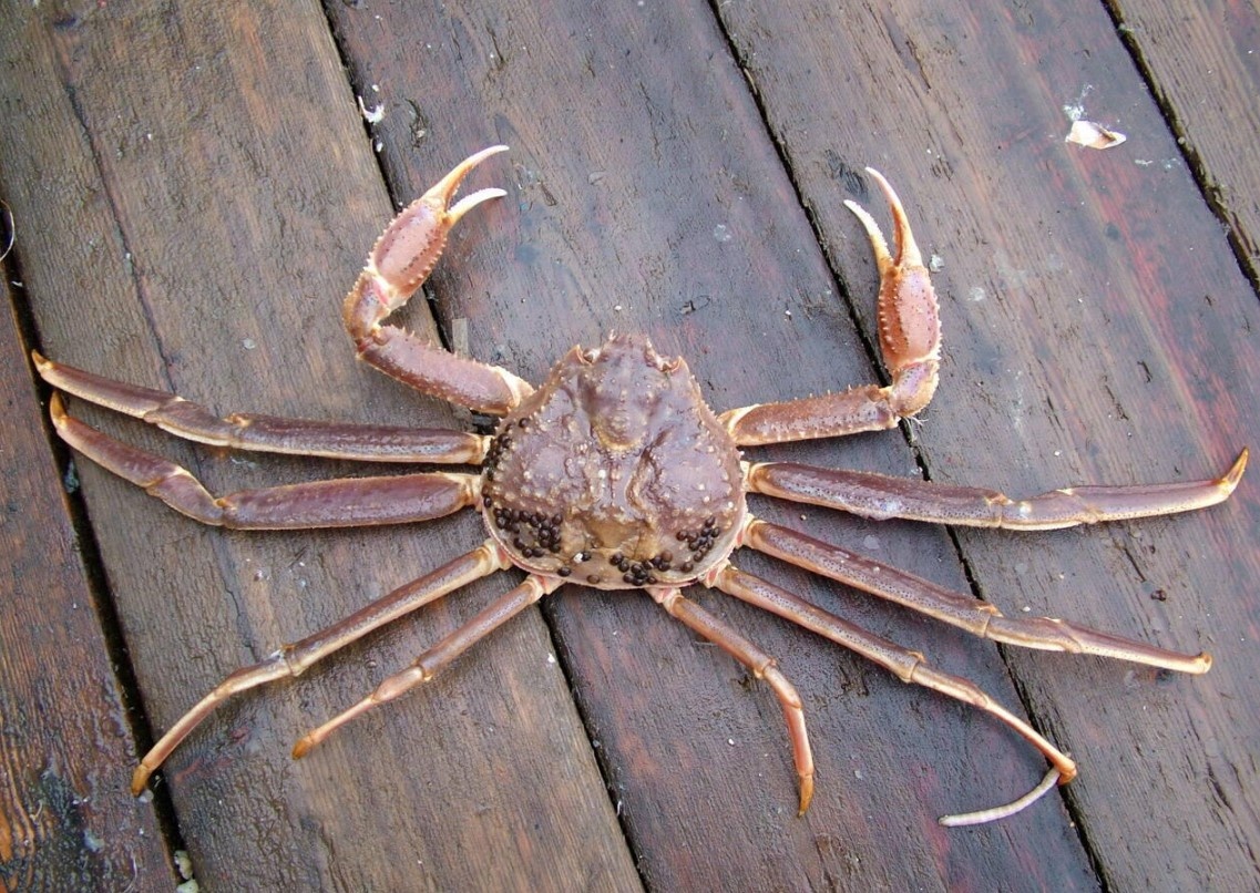 Фото: fishnews.ru