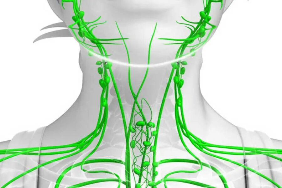 Фото из Яндекс.картинок