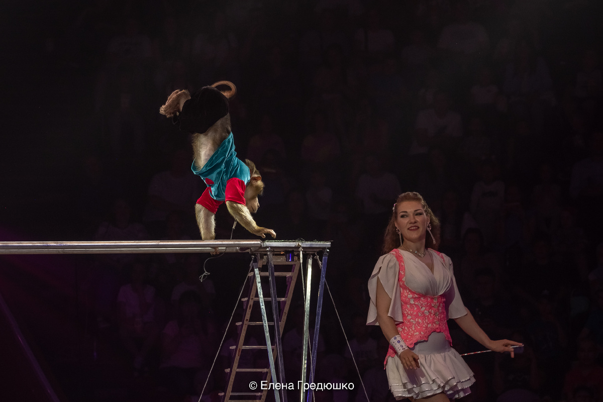 Дрессировщица обезьян Ирина Панкина со своими питомцами в программе Казансокго цирка "На счастье!" (лето 2024). Фото Елены Гредюшко